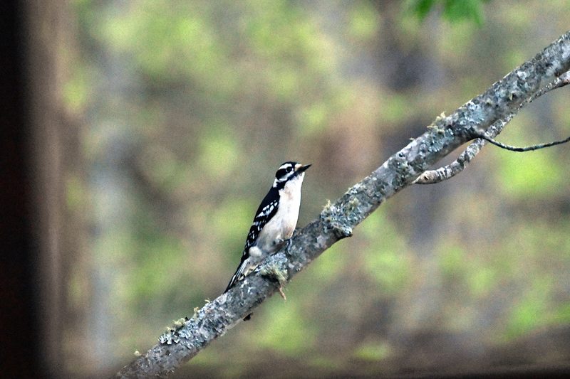 Downy WoodPecker.jpg